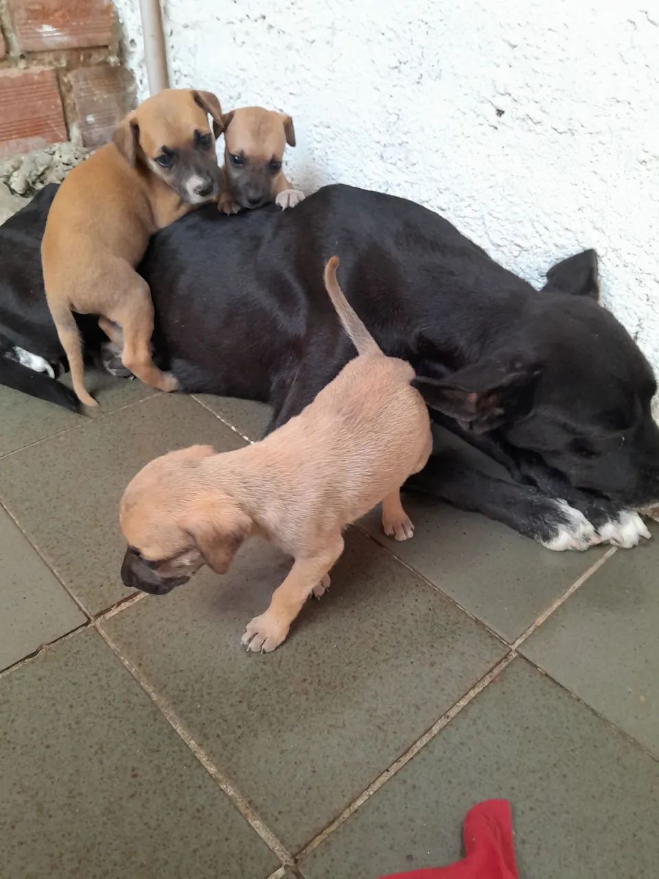 Lindos filhotes de cães para adoção - Foto 4