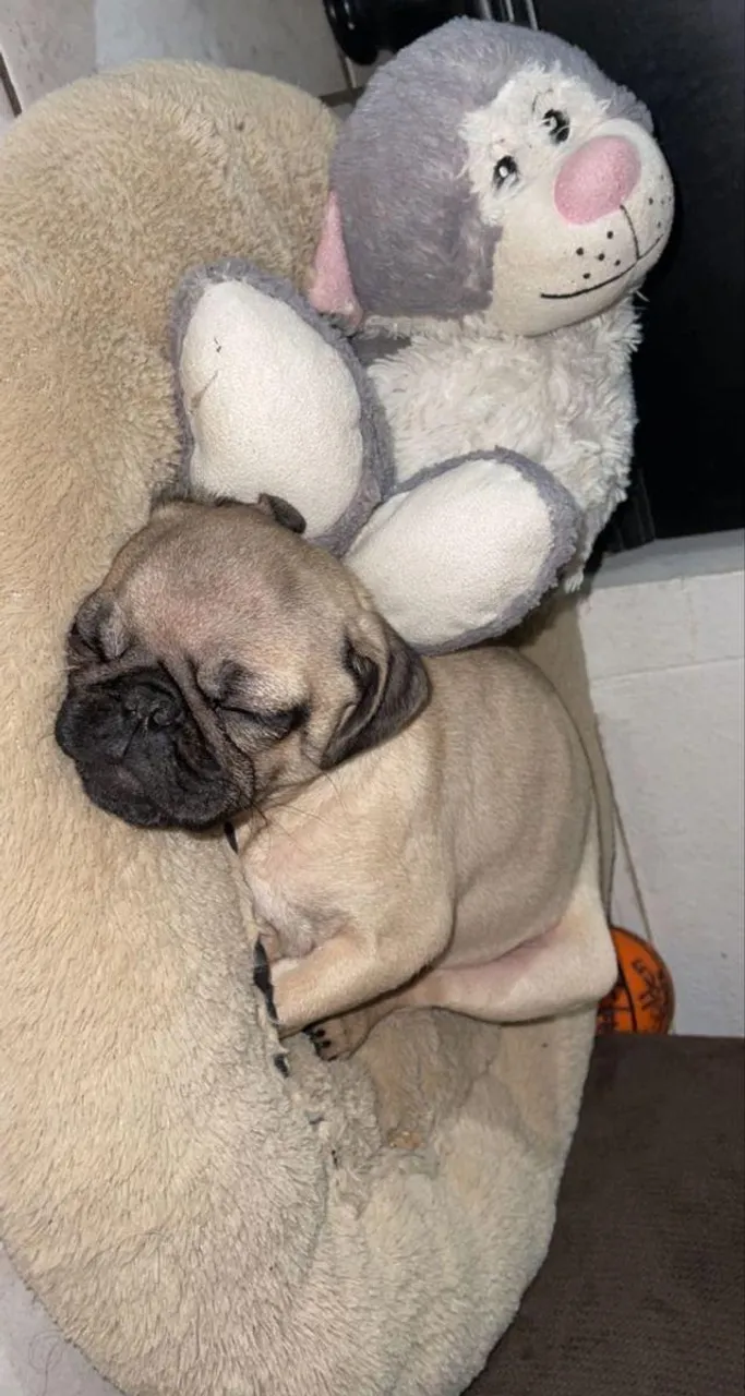 Filhotes de Pug | Transforme seu Lar com Essa Fofura