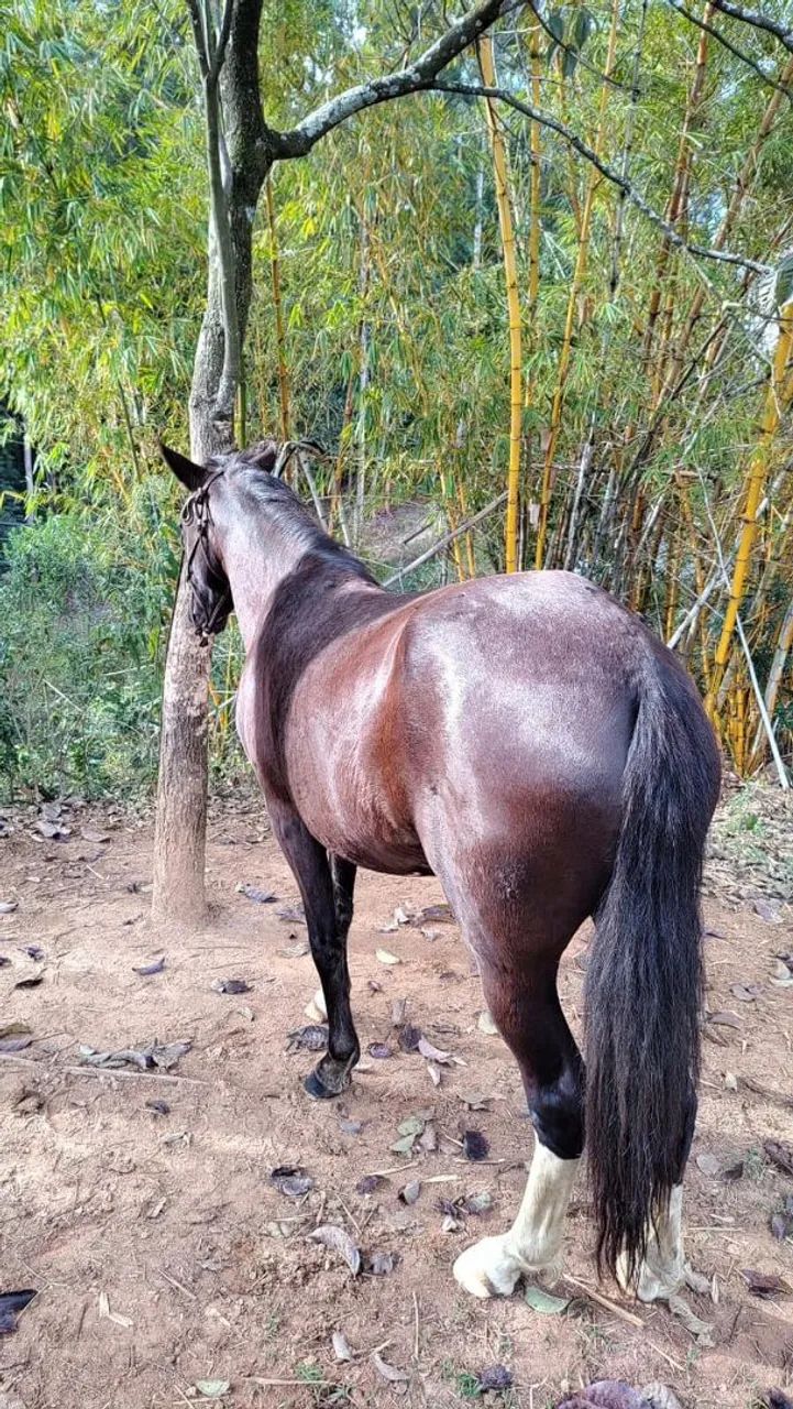 Potra manga larga Paulista Pura - Foto 3