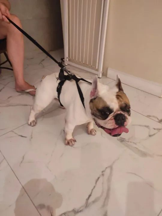 Filhote de Bulldog francês  - Foto 3