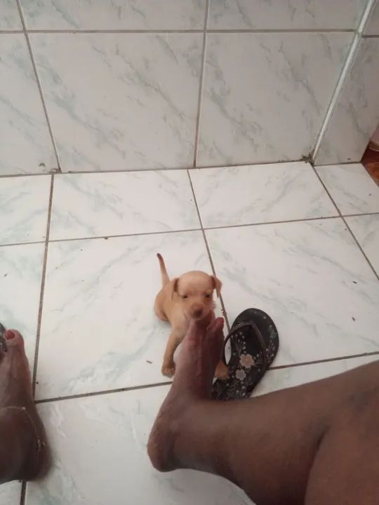 Filhote de Pincher fêmea baixou o preço pra vender logo de 350 por 250 - Foto 3