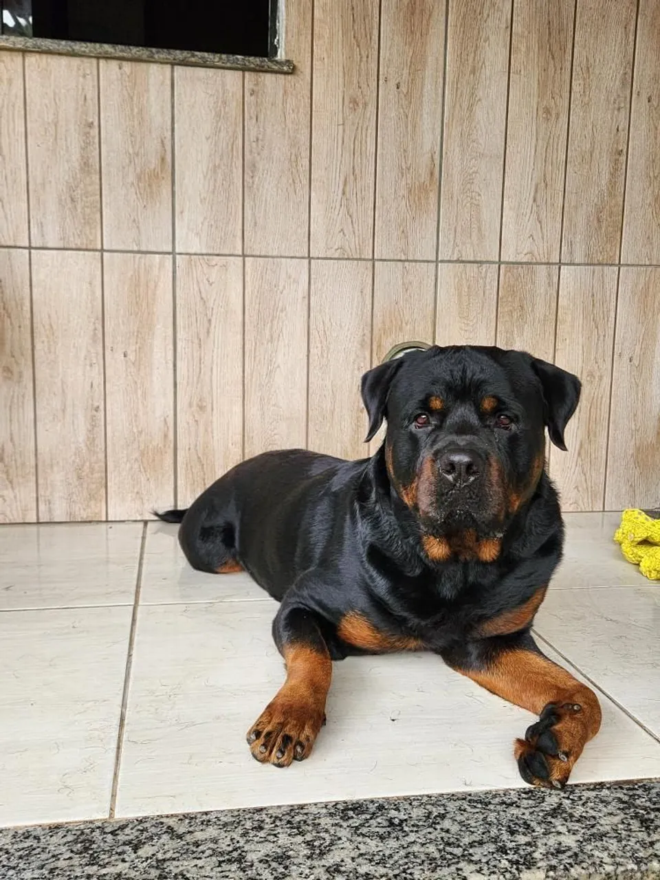 Rottweiler para adoção