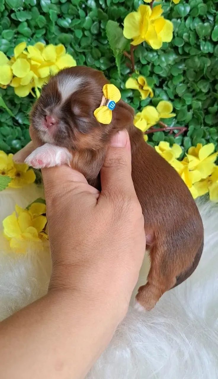 Filhote Shih Tzu - Fêmea