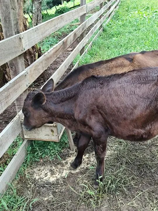 Bezerro e bezerra para venda cada