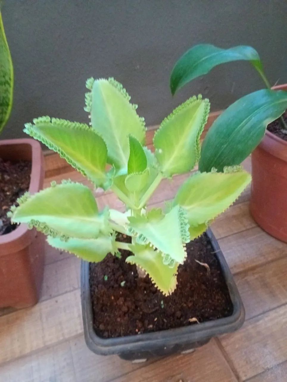 Planta(Aranto)