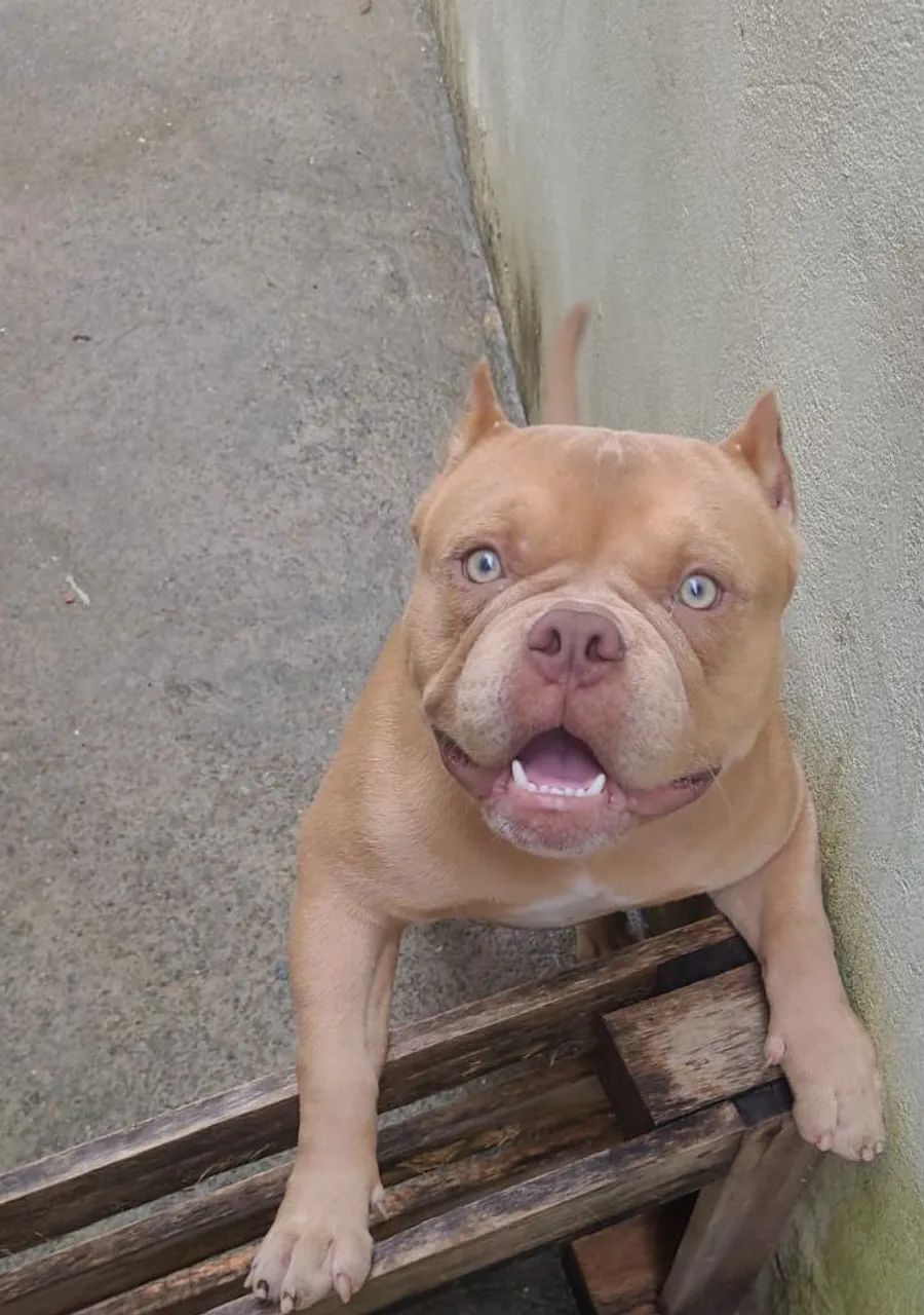 American Bully - Filhote Macho Disponível - Foto 5