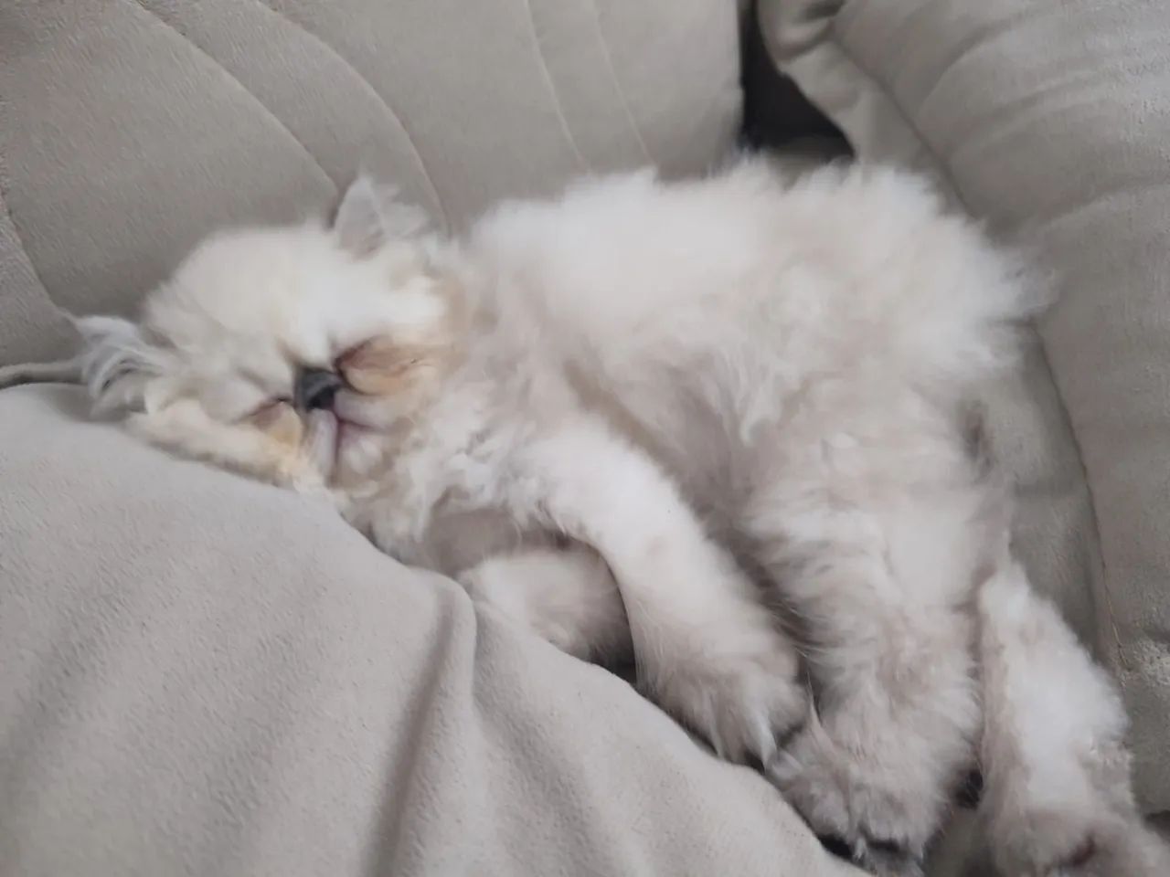 Gatinho Persa Himalaia fêmea  - Foto 4