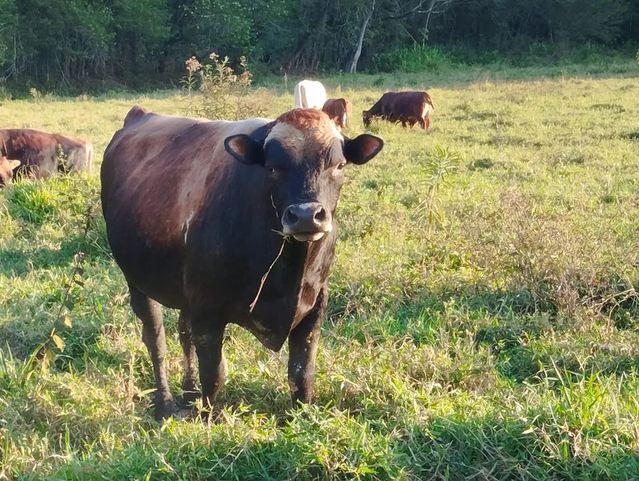 Touro no Pasto - Animais para Agropecuária