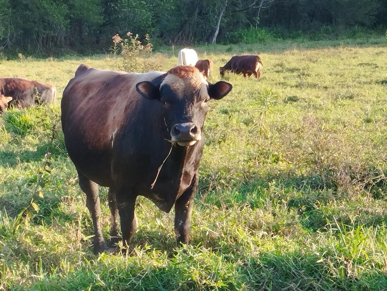 Touro no Pasto - Animais para Agropecuária