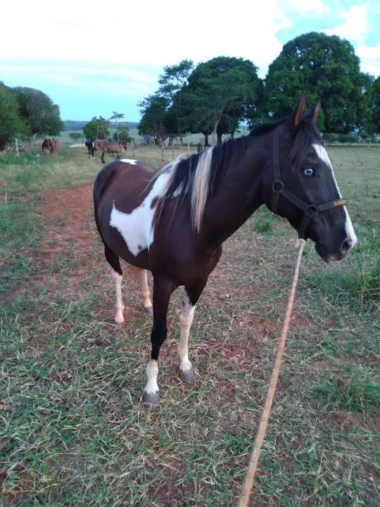 Vende cavalo paint horse