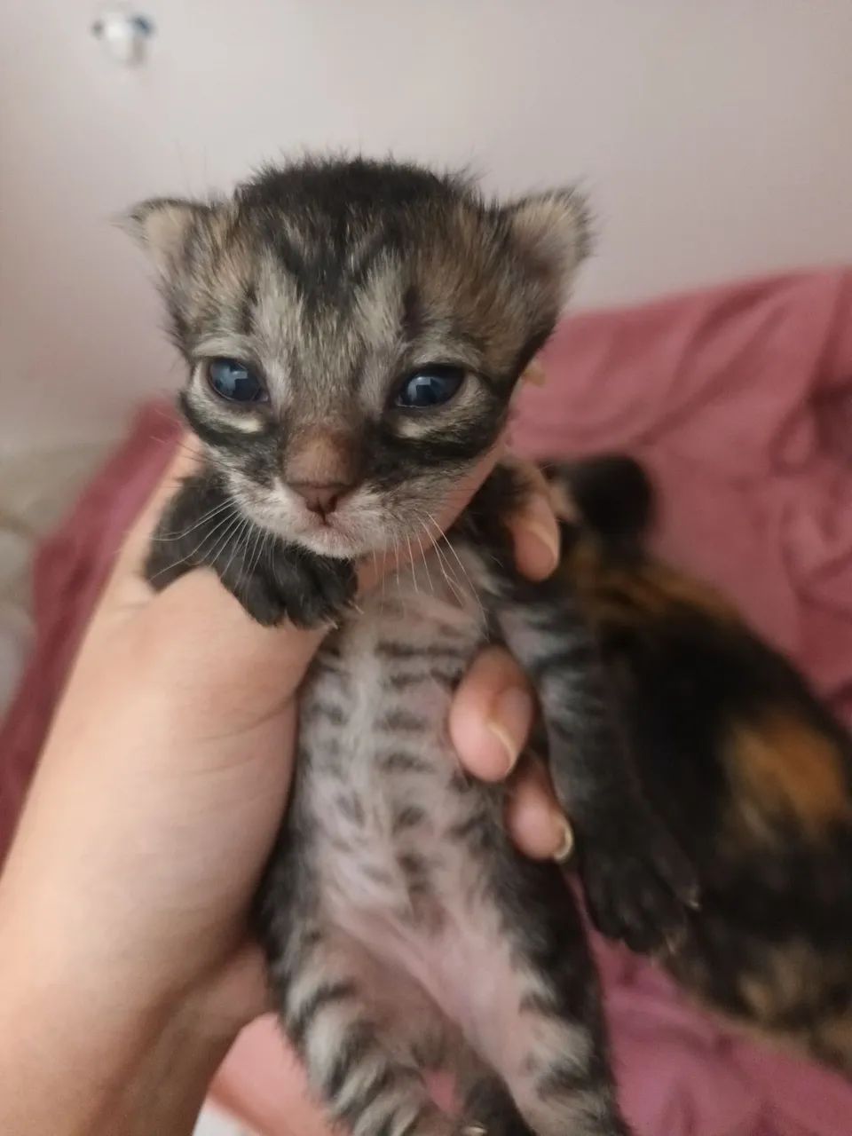 Gatinhos fofinhos disponíveis para adoção - Foto 4