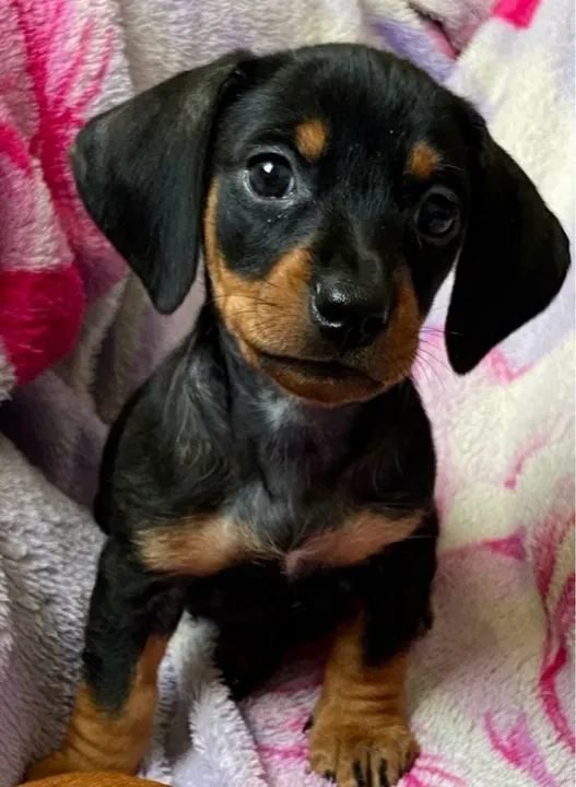 Machos de Basset mini : com pedigree