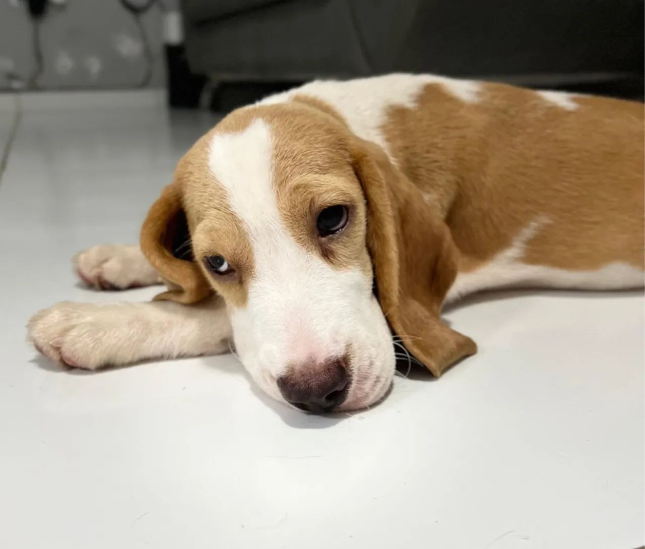 Beagle Fêmea Com Pedigree de 3 Geração - Foto 3