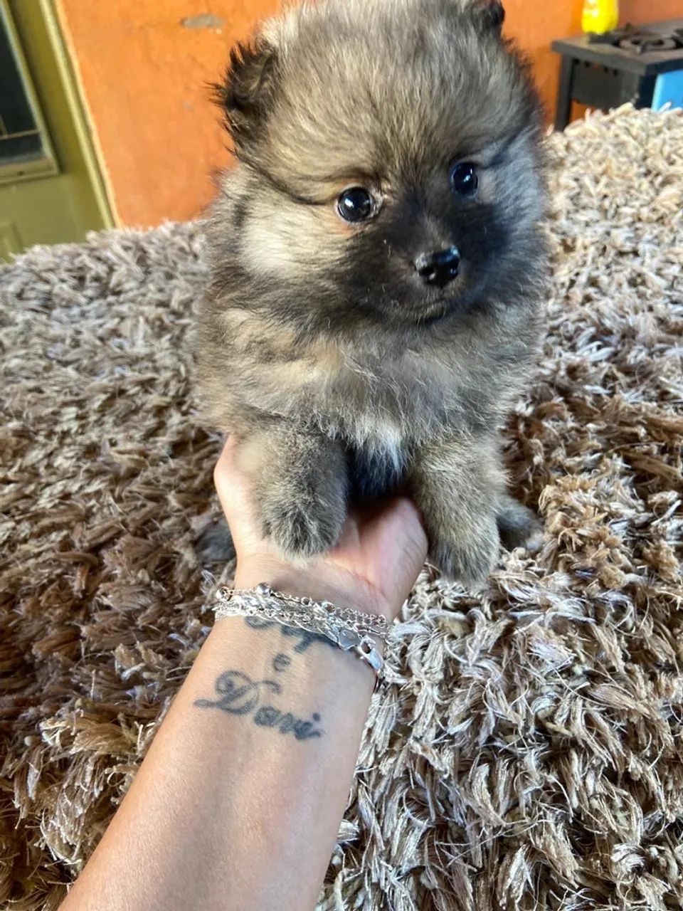 Spitz alemão (Lulu da Pomerânia) anão - Foto 5