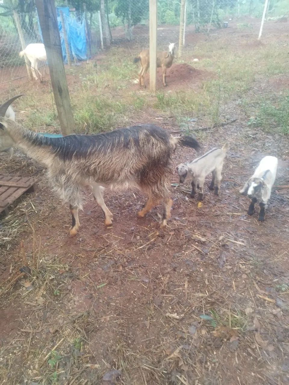 Cabra para venda - Foto 3