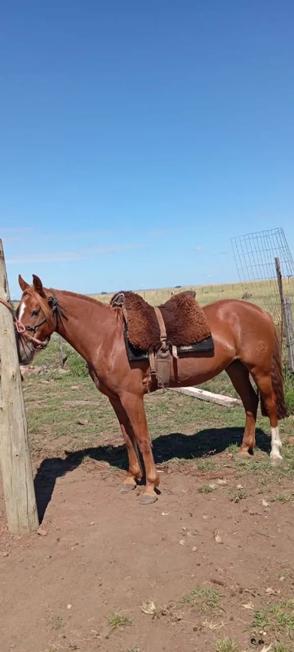 Cavalo para venda