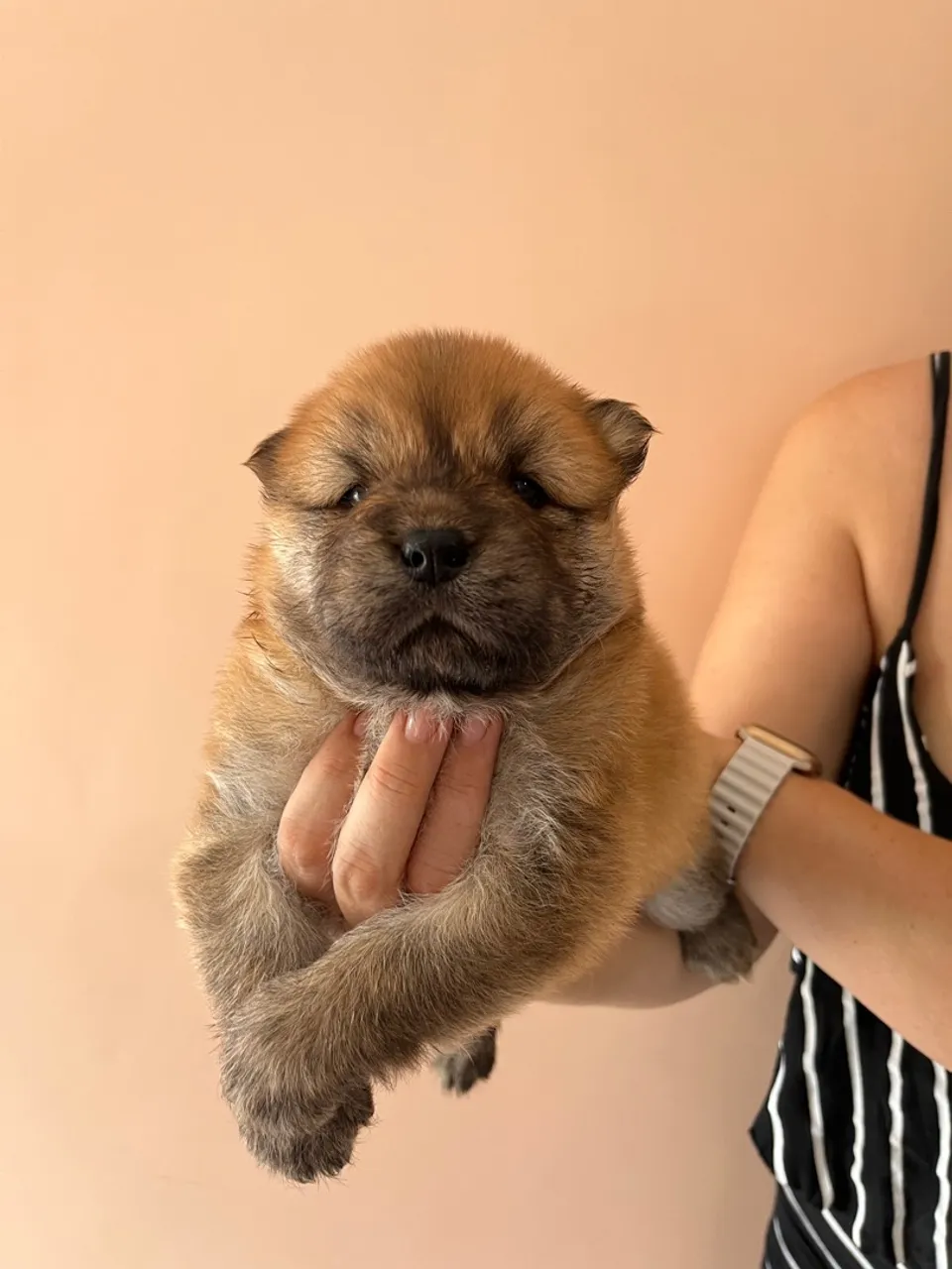 VENDO FILHOTE DE CHOW CHOW 100% PURO