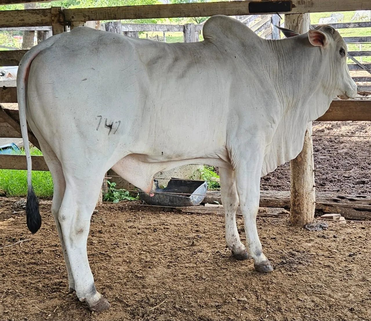 Tourinhos Nelore P.O