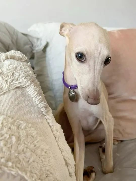 Galgo Italiano Filhotes Encantadores na Cor Amarelo - Foto 3