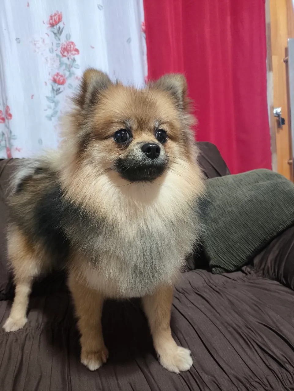 Lindo filhote de Spitz Alemão fêmea 