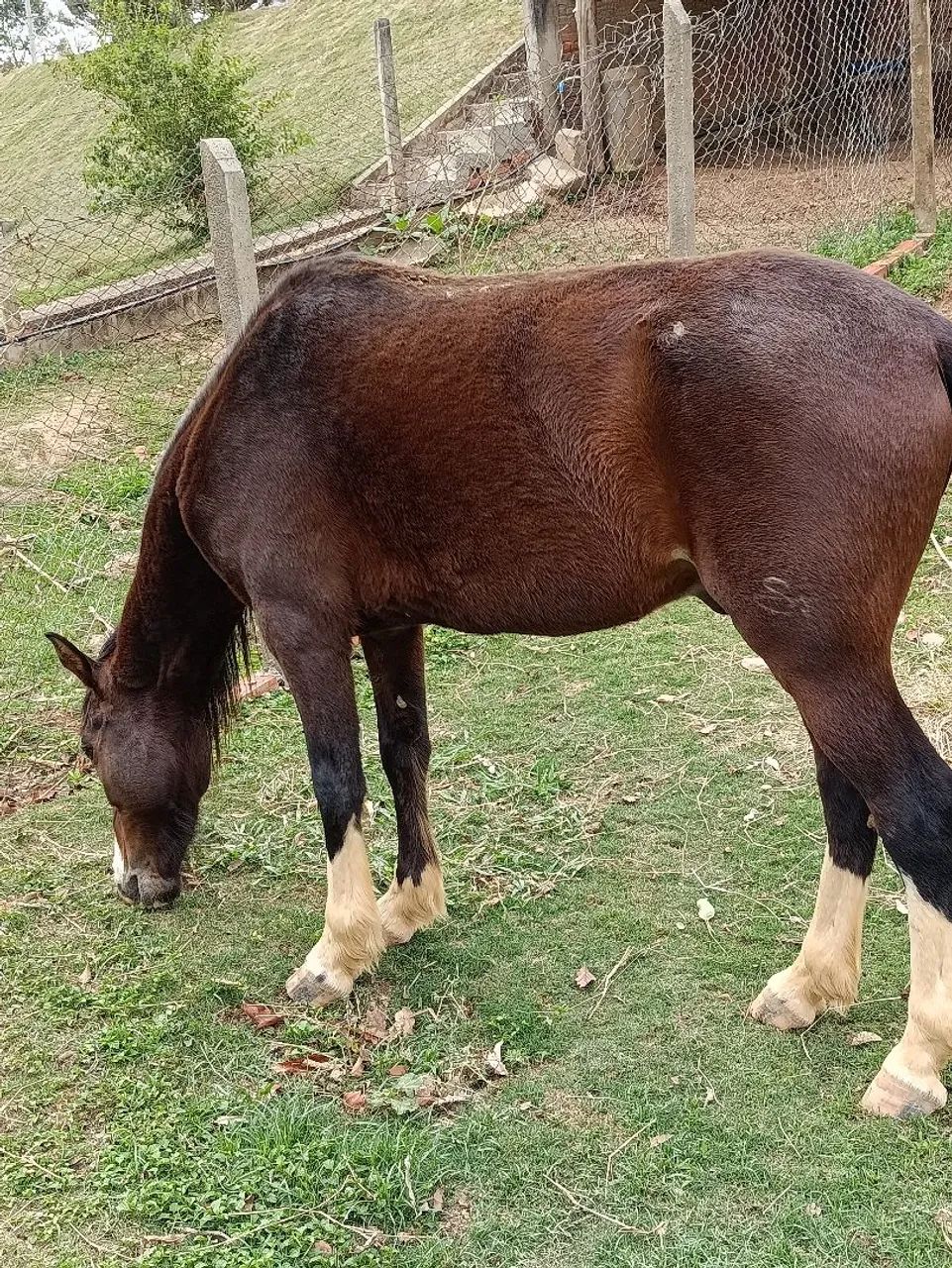 Cavalo manga larga Paulista