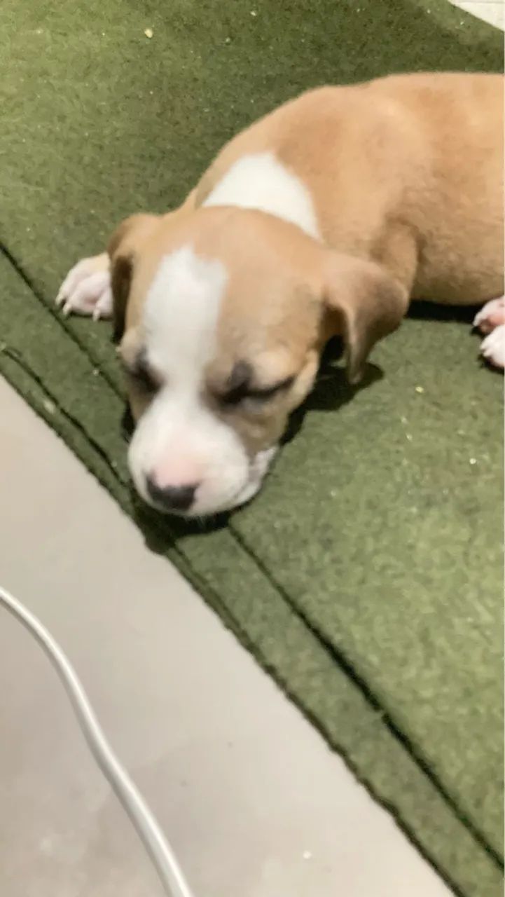 Filhote de Pitbull disponível 