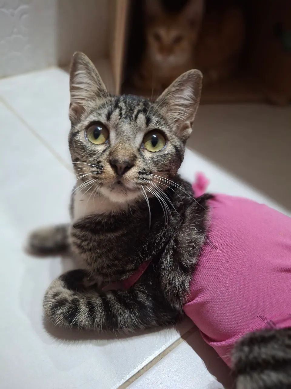 Gatinha fofa para adoção - Foto 2