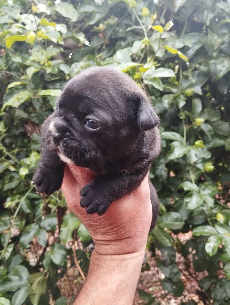 Filhote de Bulldog Francês - Foto 3