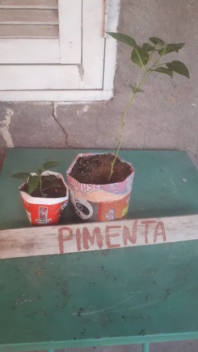 Muda Maracujá Mamão Papaya Capixaba Pimenta Pimentão Raquel F1 Sob Encomenda - Foto 3