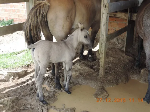 Tordilho de patrão !!!
