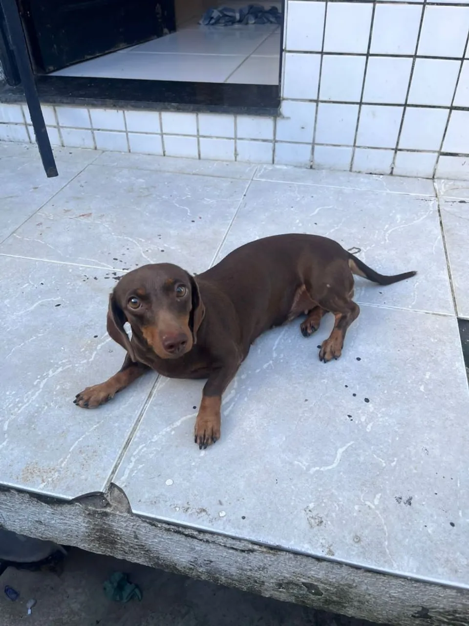 Dachshund procura macho para cruzar.
