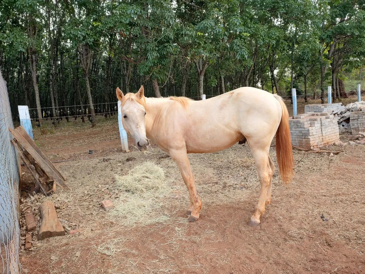 Potro Quarto de milha