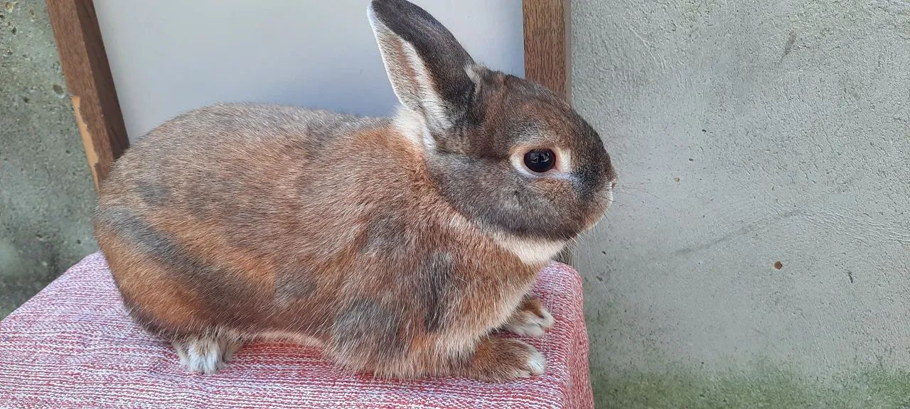 COELHO NETHERLAND DWARF ANÃO!! - Foto 2
