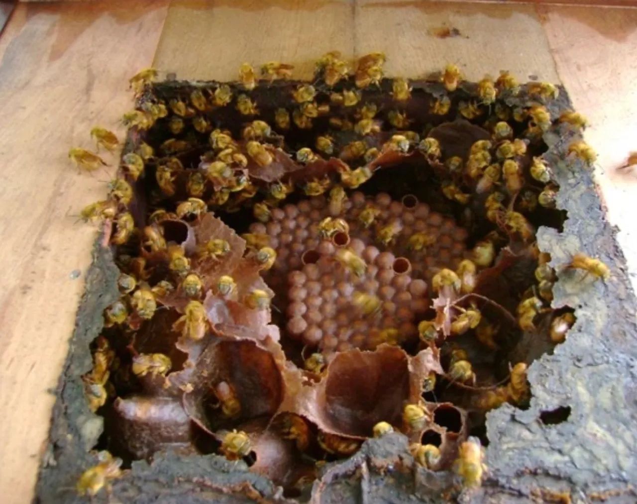 Colmeias de uruçu - Foto 5