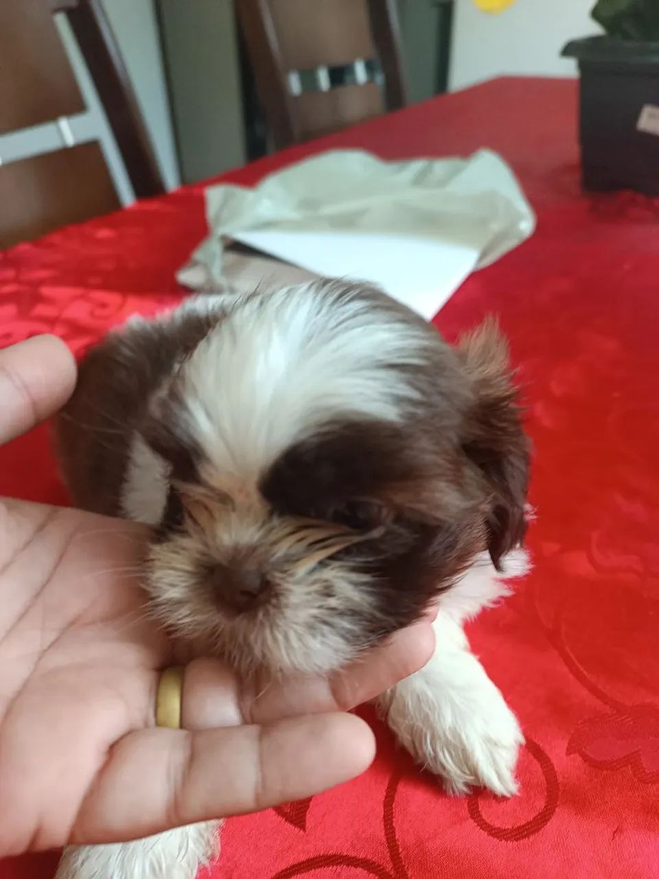 Filhote Shih Tzu MACHO - Foto 2
