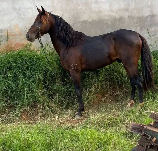 Baia para alojar cavalos cte - Foto 2