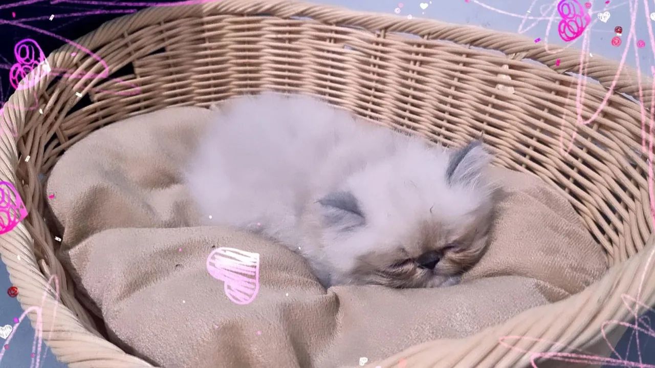 Gatinho Persa Himalaia fêmea  - Foto 3