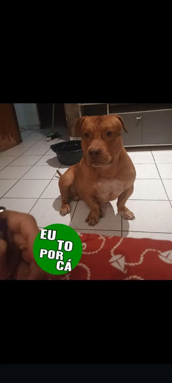 Procurando uma fêmea.