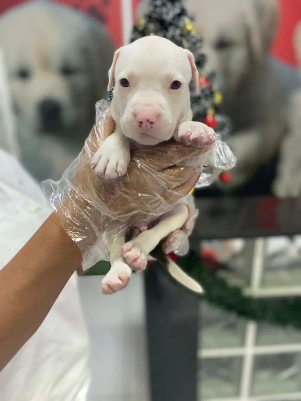 Pitbull - lindos e com pedigree - retire hoje mesmo ! 