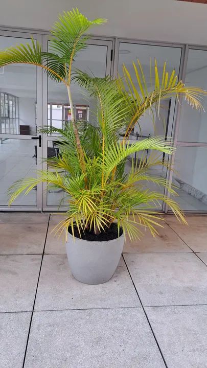 Palmeira Areca em vaso de plástico - Foto 4