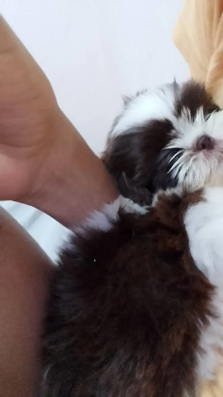 Vendo filhote de shitzu Femea 2 meses