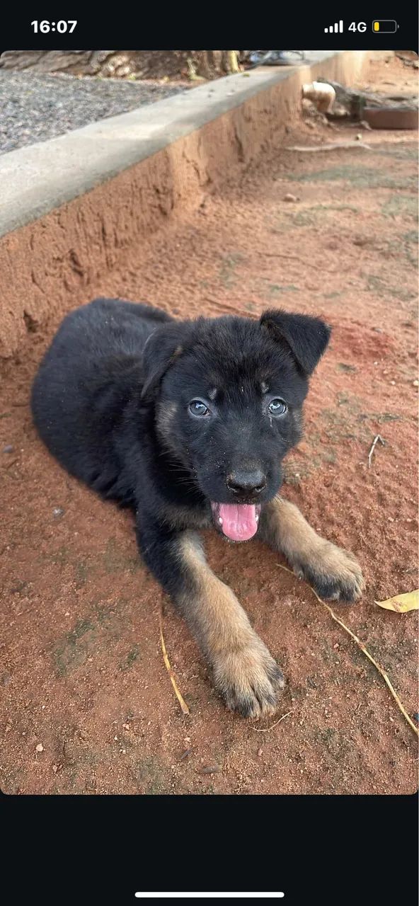 Filhote de pastor alemão  - Foto 3