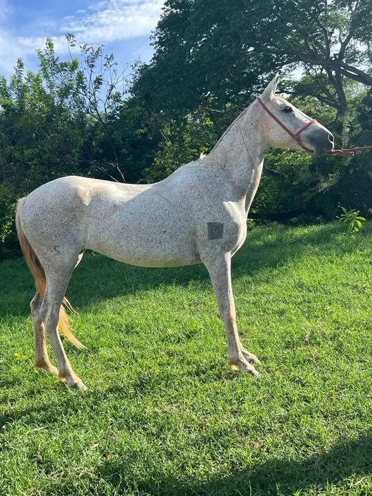 Égua mangalarga marchador registrada  - Foto 2