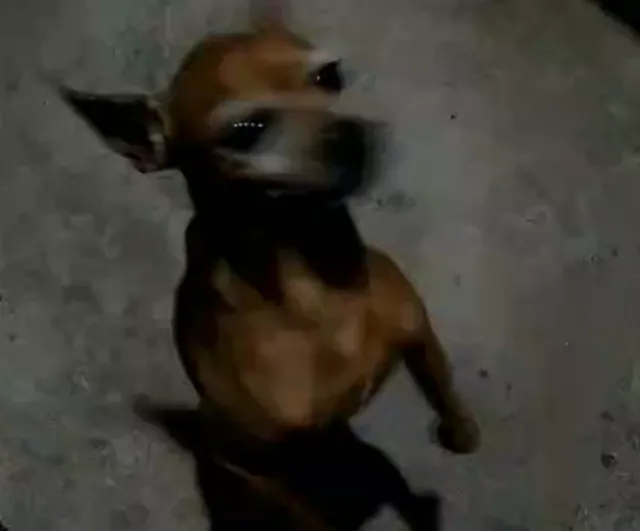 Doação Pinscher Nº 2 Macho