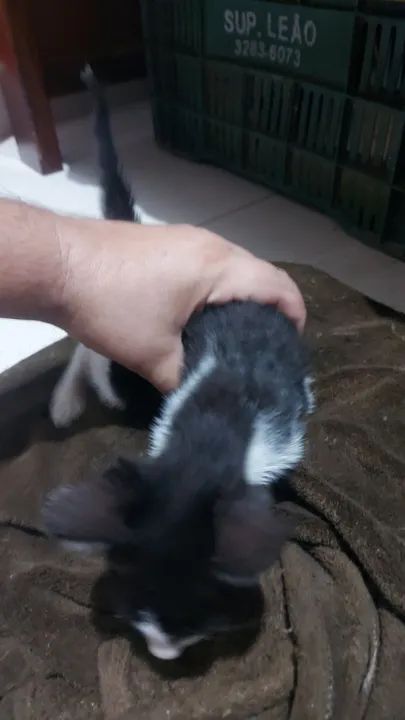 Filhote de gato Franjola para adoção urgente - Foto 3