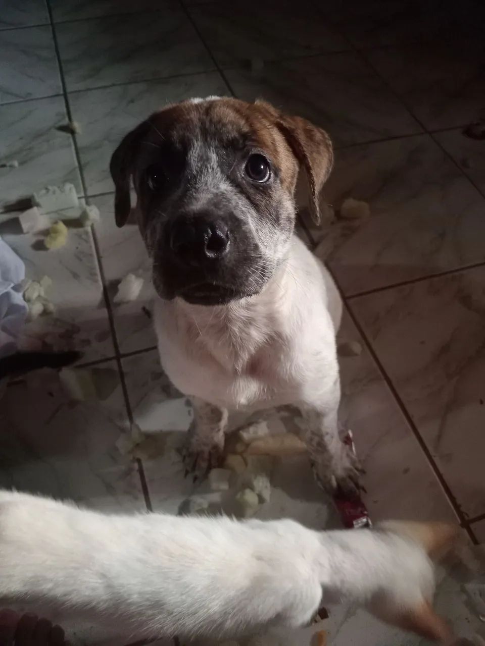 Filhote de cachorro