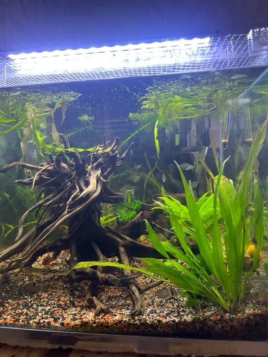 Aquário Plantado 100litros Completo - Foto 2