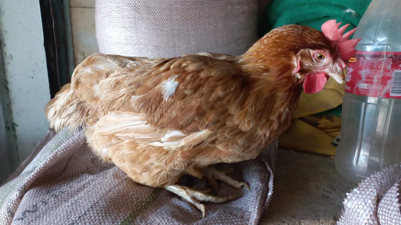 Galinha poedeira - R$ 50,00