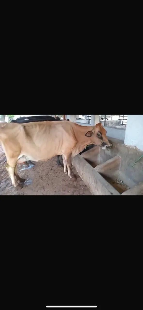 Vaca de leite, raça Jersey, dando 20L por dia nas 2 tiradas. Boa de tirar, muito mansa. - Foto 3