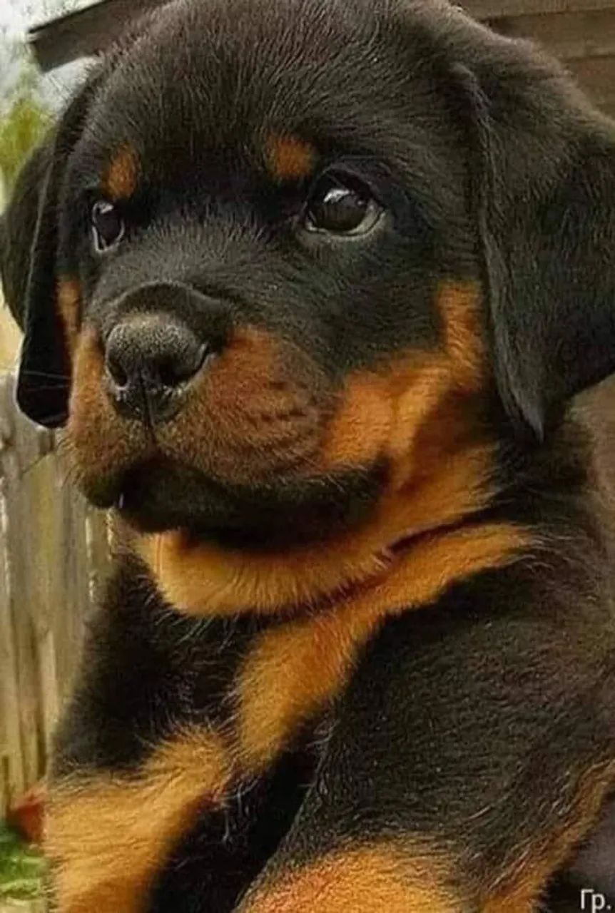 Filhote de Rottweiler - Fofura em 4 patas!